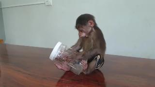 Маленькая обезьяна обезьяна ду пытается открыть коробку чтобы съесть саранчу