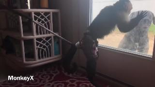 Капуцинские обезьяны ненавидят собак