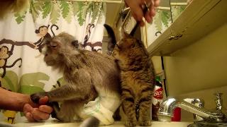 Ревнивая обезьяна и котенок борются за привязанность хозяина