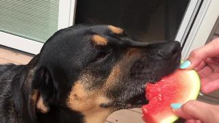 Собака ест арбуз лучше чем ты