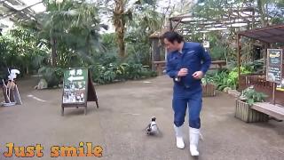 Милые пингвины смешные пингвины видео
