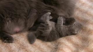 Котята персидские кошки симы