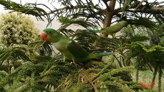 Александрийские и кольчатые попугаи