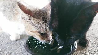 Кошачья питьевая вода