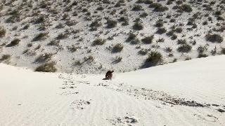 Ржавые катания на санях по белым пескам