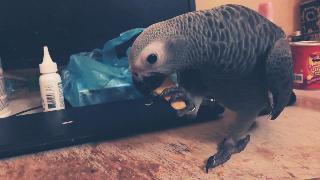 Удивительный африканский серый попугай ест картофельные чипсы