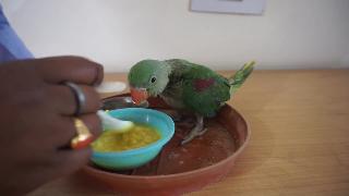 Как кормить попугая