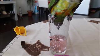 Смешной сенегальский попугай