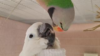 Мои попугаи тусуются в их вольере попугай видео дня