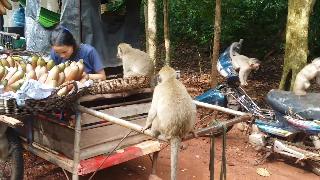 Все бебиобезьяны или семья ест банан очень приятно когда люди дают пищу обезьянам которые любят 