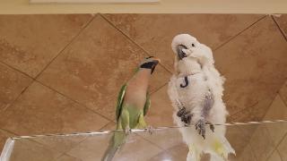 Попугай пикассо пытается утешить джерси попугай видео дня