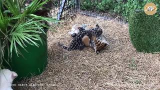 Лев тигр и ягуар детский сад тайгана крым