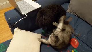 Кошка против собаки джиуджитсу матч 