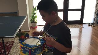 Радужный лорикец играет на барабане с маленьким мальчиком