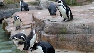 Пингвины играют со снежинками в корнуолл