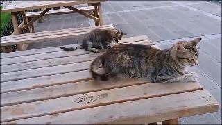 Реакция мамы кошки на ее котенка когда котенок кусает ее за хвост