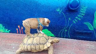Собака верхом на черепахе рокки английский бульдог