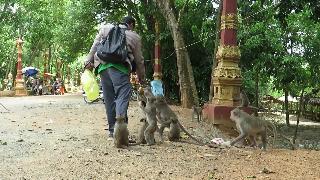 Раздай фрукты обезьянам хороший мальчик дай фрукты обезьянам натуральная жизнь шоу