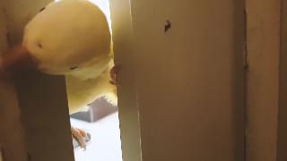 Квакер попугай хочет разрушить дверь