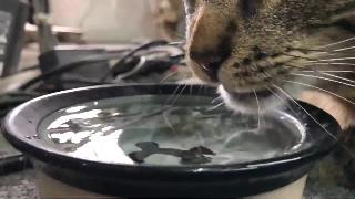 Кошка пьет в медленном движении