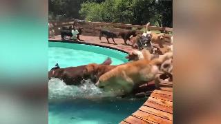 Группа приютов для собак в бассейне