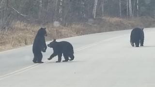 Медвежата играют