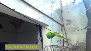 Прекрасный попугай говорящий миан митху и насладись сарками рингнек попугай