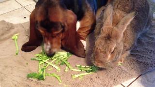 Собака с трудом делится закусками с кроликом