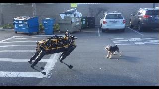 Собака робот против собаки
