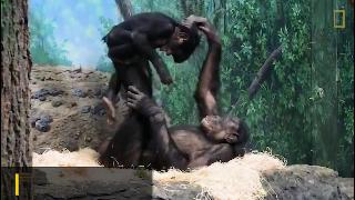 Юный бонобо