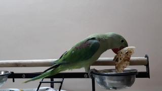Александрийский попугай ест роти