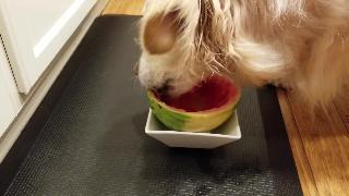 Забавная собака опрокидывает миску съедая арбуз наполовину золотистый ретривер