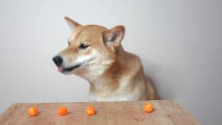 Собака ест пять сырных шариков