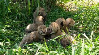 Семь детенышей гепарда родились в смитсоновском институте биологии охраны природы