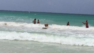 Собака балансирует на доске для серфинга и катается на волнах с легкостью