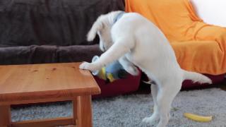 Смешная собака против банана миньон боб той милый золотистый ретривер щенок и миньон боб видео