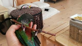 Ло тян тренировочный ветер флейты зелный попугай с щеками
