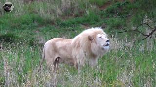Рев белого льва