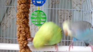 Зеленый и голубой волнистые попугайчики