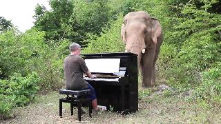 Малер адажиетто я симфа на фортепиано для быка слона