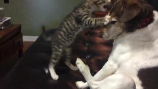 Милый кот и собака бой