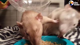 Крысы борются за миску с едой додо