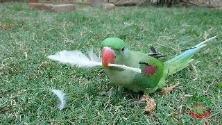 Александрин попугай играет с пером