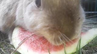  кролик ест арбуз 