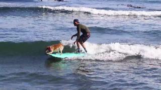 Скайлер серфинг собака ловит волну волн в точке удовольствия воздушные прогулки