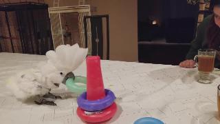 Мой какаду играет с детскими игрушками попугай видео дня