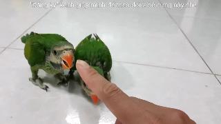 Подобрали двух молодых рыжих тараканов не знаете что кушать милые детские попугаи