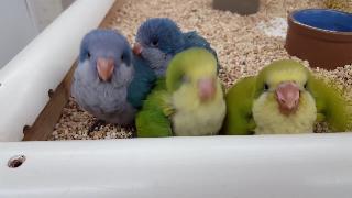 Детские квакеры попугаи 