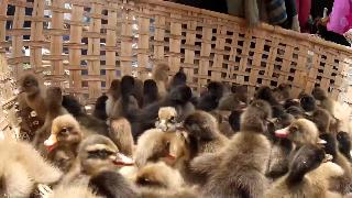 Цена милой утки и перепела на птичьем рынке дакка бангладеш бенгальская красавица