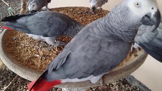 Пять очаровательных африканских серых попугаев с семечками подсолнуха в качестве закуски